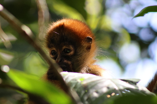 View of a cute baby monkey with orange fur peers out from the dense green foliage in Tortuguero National Park Roxana Limón Province Costa Rica. View of a cute baby monkey with orange fur peers out from the dense green foliage in Tortuguero National Park Roxana Limón Province Costa Rica.