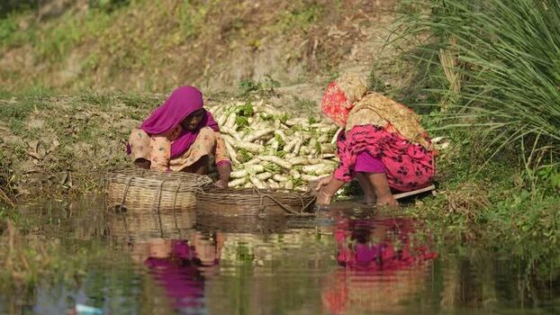 View of women washing radishes in a river in Bogura Bangladesh. View of women washing radishes in a river in Bogura Bangladesh.