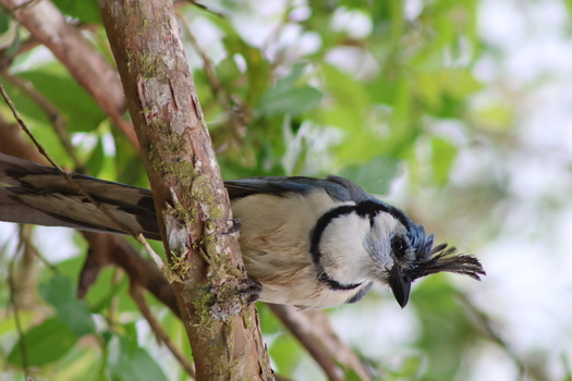 View of a vibrant white throated magpie jay perched on a mossy branch its blue crest and black markings contrasting against the lush green foliage Quepos Puntarenas Province Costa Rica.