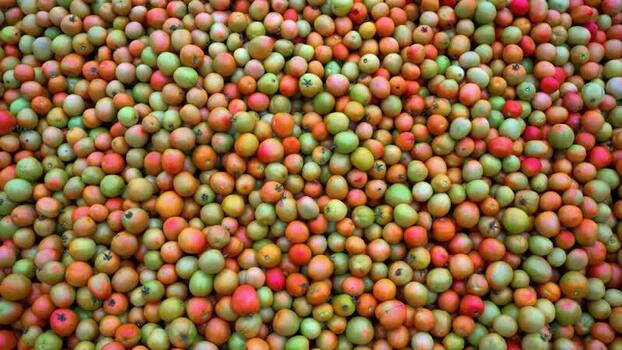View of fresh tomatoes in various stages of ripeness Bangladesh.