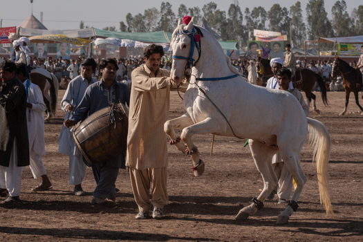 Jhang Pakistan 05 March 2007 View of a traditional horse dance performance with a man guiding a rearing white horse while musicians play drums in a dusty field.