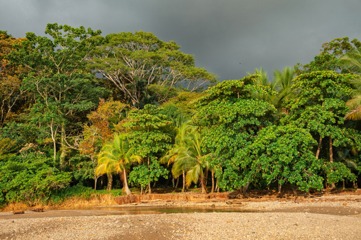View of a lush tropical rainforest bordering a pebbly beach under a dramatic stormy sky in Costa Rica.
