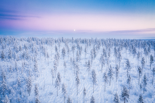 Aerial view of a vast snow covered forest with frost laden pine trees under a soft purple and blue twilight sky in Enontekio Lapland Finland.