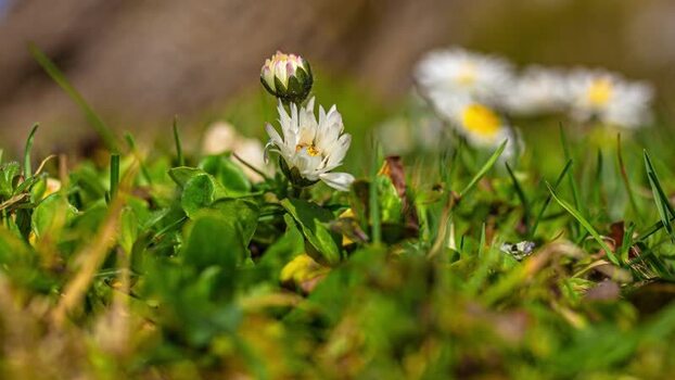 View of blooming daisies in a field in Latvia.