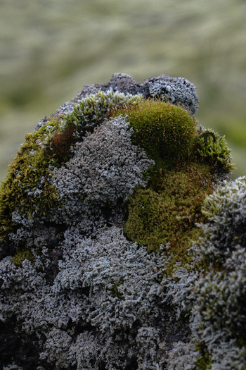 View of moss and lichen blanketing a rock in a symphony of green and grey textures Skaftárhreppur Skaftárhreppur Iceland. View of moss and lichen blanketing a rock in a symphony of green and grey textures Skaftárhreppur Skaftárhreppur Iceland.