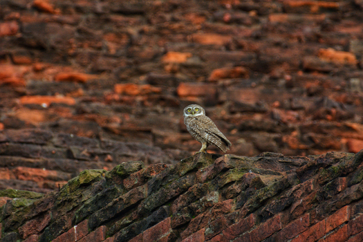 View of a spotted owlet perched atop an ancient weathered brick structure its gaze sharp against the backdrop of a textured wall Rajshahi Bangladesh.