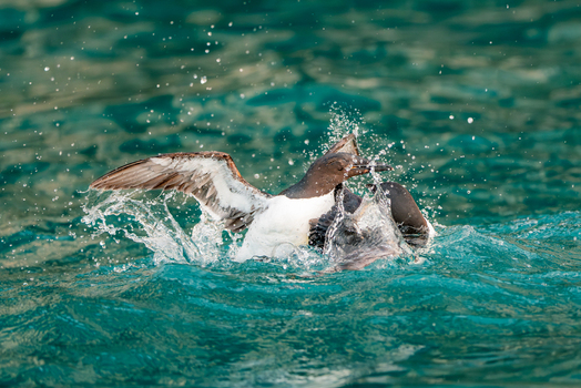 Svalbard Svalbard and Jan Mayen 22 July 2025 View of Brunnich s guillemots splashing and fighting in the turquoise waters near the Alkefjellet bird cliffs.