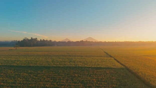 Aerial view of golden rice fields at sunrise Indonesia. Aerial view of golden rice fields at sunrise Indonesia.