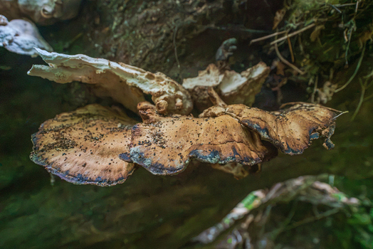 View of bracket fungi growing on a mossy tree trunk in the woodland of Luxulyan Valley Luxulyan Bodmin Cornwall United Kingdom. View of bracket fungi growing on a mossy tree trunk in the woodland of Luxulyan Valley Luxulyan Bodmin Cornwall United Kingdom.