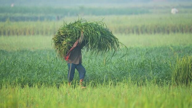 View of a farmer carrying grass in a field Bangladesh. View of a farmer carrying grass in a field Bangladesh.