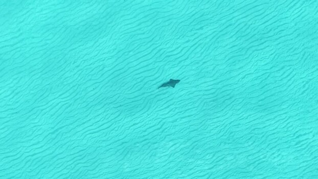 Aerial view of a stingray in turquoise water Maldives. Aerial view of a stingray in turquoise water Maldives.