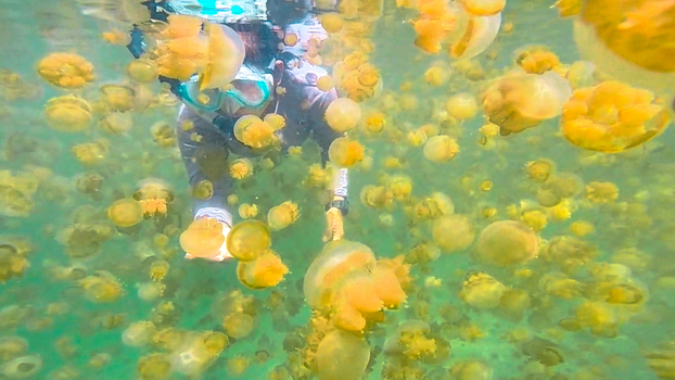 View of a snorkeler swimming among numerous golden jellyfish in the clear water of Kakaban Lake in Kecamatan Teluk Bayur Kalimantan Timur Indonesia. View of a snorkeler swimming among numerous golden jellyfish in the clear water of Kakaban Lake in Kecamatan Teluk Bayur Kalimantan Timur Indonesia.