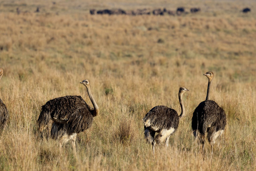 View of three ostriches standing in the dry savanna grass under soft daylight Waterberg District Municipality Limpopo South Africa. View of three ostriches standing in the dry savanna grass under soft daylight Waterberg District Municipality Limpopo South Africa.