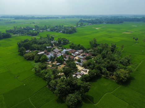 Aerial view of a rural village nestled among vibrant green rice paddies and lush trees in Joypurhat Rajshahi Division Bangladesh. Aerial view of a rural village nestled among vibrant green rice paddies and lush trees in Joypurhat Rajshahi Division Bangladesh.