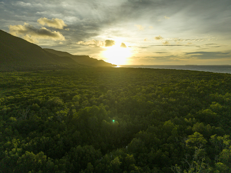 Aerial view of a vast green canopy of mangrove forest stretches to the coast where the sun sets behind the mountains Karimunjawa Central Java Indonesia.