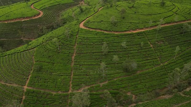 Aerial view of tea plantations in Nuwara Eliya Sri Lanka. Aerial view of tea plantations in Nuwara Eliya Sri Lanka.