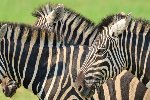 View of two magnificent zebras with their striking black and white stripes contrasting against a vibrant green backdrop Kruger Park South Africa. View of two magnificent zebras with their striking black and white stripes contrasting against a vibrant green backdrop Kruger Park South Africa.