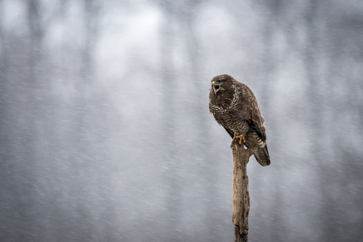 View of a common buzzard perched on a wooden post with its beak open during a light snowfall in a forest setting in Debrzno Pomeranian Voivodeshi Poland.