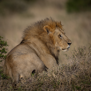 View of a majestic male lion with a thick mane resting in the dry savanna grass in Kenya.