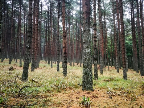 View of Magoebaskloof forest with tall pine trees and a dry grassy forest floor in Tzaneen Limpopo South Africa.