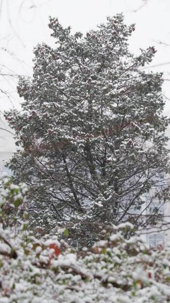 View of a snow covered evergreen tree in Tysons United States. View of a snow covered evergreen tree in Tysons United States.
