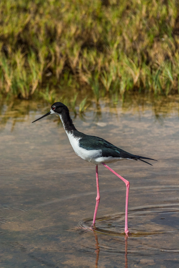 View of a Hawaiian stilt wading in shallow water with its long pink legs visible surrounded by marshy vegetation in Maui County Hawaii United States.