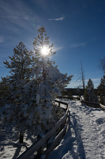 View of snow covered pine trees and a wooden boardwalk under a bright sunburst in Yellowstone National Park Wyoming United States. View of snow covered pine trees and a wooden boardwalk under a bright sunburst in Yellowstone National Park Wyoming United States.