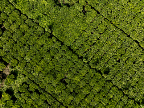 Aerial view of lush green tea bushes form a structured pattern reflecting the sun s light creating vibrant textures across the landscape Nyeri Nyeri Kenya. Aerial view of lush green tea bushes form a structured pattern reflecting the sun s light creating vibrant textures across the landscape Nyeri Nyeri Kenya.