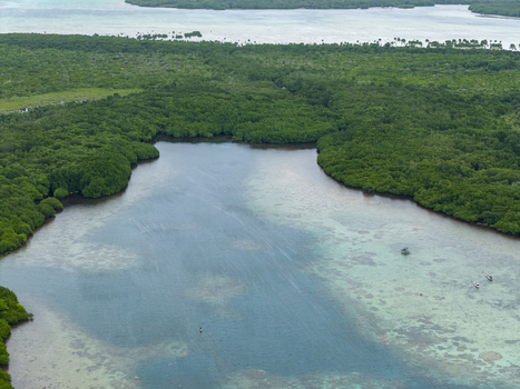 Aerial view of a tranquil inlet embraced by a vivid green mangrove forest its waters reflecting the sky s soft hues Karimunjawa Central Java Indonesia.