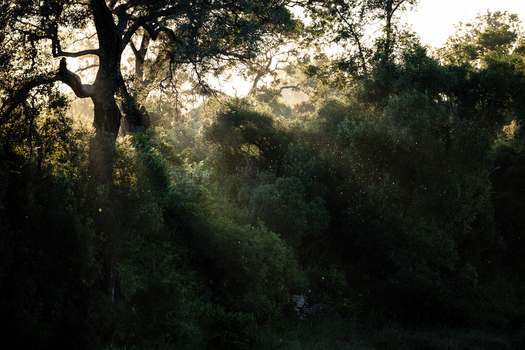 View of Kruger National Park with sunlight filtering through the canopy of large trees and insects dancing in the golden light in Skukuza Mpumalanga South Africa. View of Kruger National Park with sunlight filtering through the canopy of large trees and insects dancing in the golden light in Skukuza Mpumalanga South Africa.