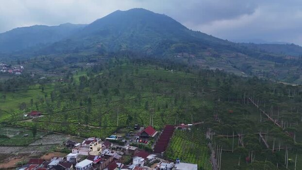Aerial view of Kebun Teh Panama tea plantation in Indonesia. Aerial view of Kebun Teh Panama tea plantation in Indonesia.