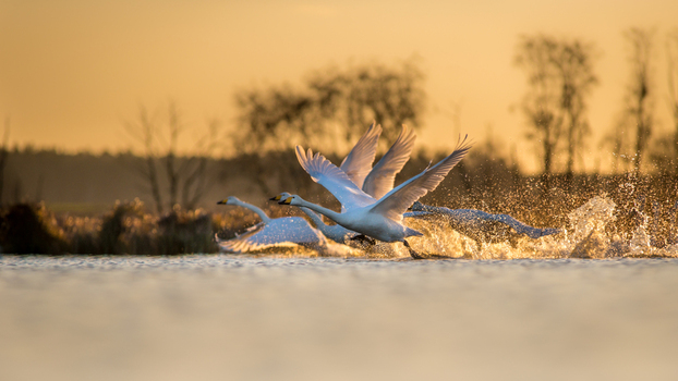 View of whooper swans taking flight from a lake during golden hour with splashing water and silhouettes of trees in the background in Debrzno Pomeranian Voivodeship Poland.