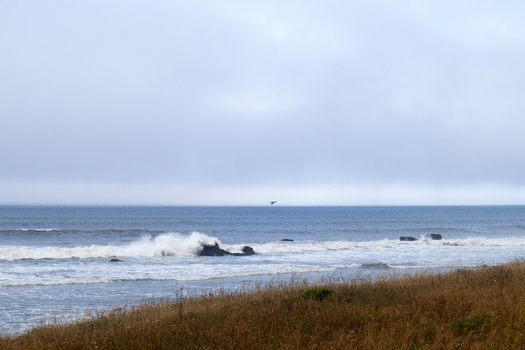 View of waves crashing against rocks along the rugged shoreline of the Lost Coast with dry grass in the foreground under a misty sky in Humboldt County California United States.