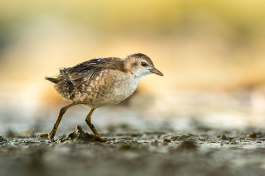 View of a young bird walking on the muddy ground with soft natural lighting in Debrzno Pomeranian Voivodeship Poland. View of a young bird walking on the muddy ground with soft natural lighting in Debrzno Pomeranian Voivodeship Poland.