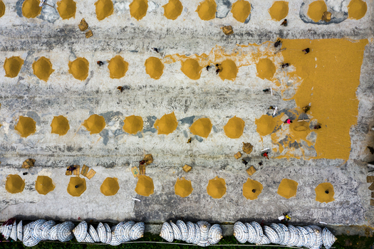 Brahmanbaria Bangladesh 15 August 2021 Aerial view of farmers drying harvested rice in piles on a concrete ground with rows of traditional conical hats arranged at the bottom.
