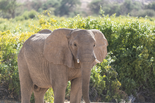 View of an elephant standing majestically against a backdrop of lush green vegetation under the soft African sun Brandberg Erongo Region Namibia. View of an elephant standing majestically against a backdrop of lush green vegetation under the soft African sun Brandberg Erongo Region Namibia.