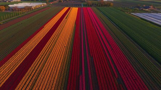 Aerial view of colorful tulip fields in Hoogkarspel Netherlands.