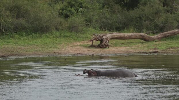 View of a hippo in the water at Kruger National Park South Africa.