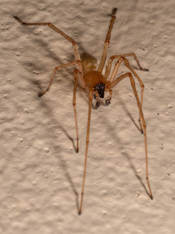 View of a brown spider resting on a textured wall in Cairo Cairo Governorate Egypt. View of a brown spider resting on a textured wall in Cairo Cairo Governorate Egypt.