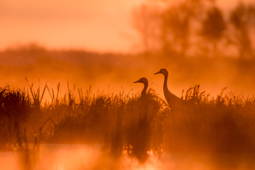 View of two cranes standing in a misty wetland during a golden sunrise in Debrzno Pomeranian Voivodeship Poland. View of two cranes standing in a misty wetland during a golden sunrise in Debrzno Pomeranian Voivodeship Poland.