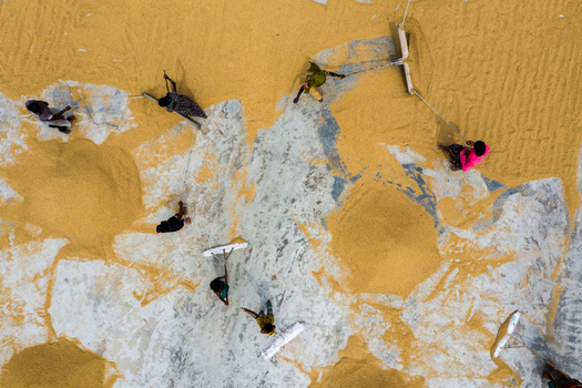 Brahmanbaria Chittagong Division Bangladesh 15 August 2021 Aerial view of workers drying harvested rice grains on a concrete surface using long handled rakes.