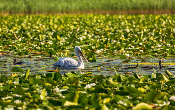 View of a Dalmatian pelican swimming among white water lilies and green lily pads on the calm water surface in Virpazar Bar Municipality Montenegro. View of a Dalmatian pelican swimming among white water lilies and green lily pads on the calm water surface in Virpazar Bar Municipality Montenegro.