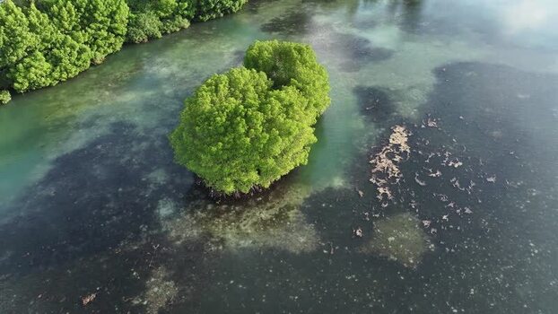 Aerial view of a mangrove island in turquoise water Maldives. Aerial view of a mangrove island in turquoise water Maldives.