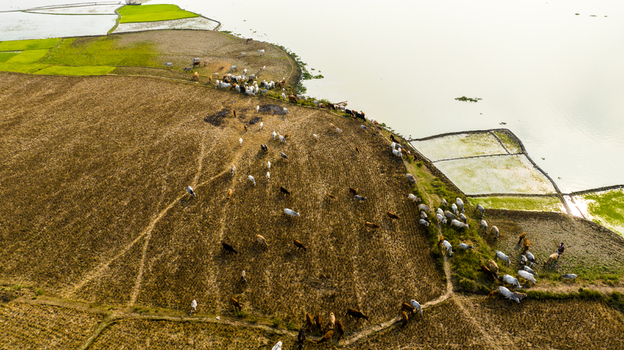 Aerial view of a herd of cattle grazing on a dry field near the water s edge in Chapai Nawabganj Rajshahi Division Bangladesh.