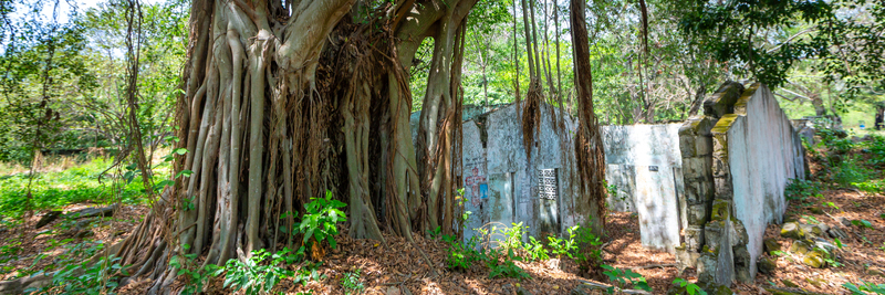 View of an abandoned stone building being reclaimed by the massive roots of a large banyan tree in a forest.