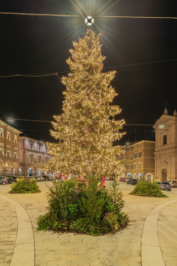 View of a large illuminated Christmas tree in the center of a historic town square at night surrounded by evergreen plants with traditional buildings in San Severino Marche Marche Italy. View of a large illuminated Christmas tree in the center of a historic town square at night surrounded by evergreen plants with traditional buildings in San Severino Marche Marche Italy.
