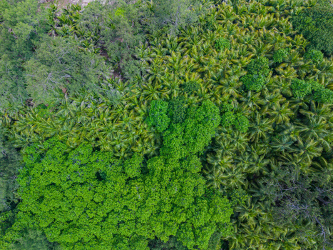 Aerial view of a dense verdant tapestry of tropical trees in full bloom showcasing nature s vibrant palette Police bay Mahe Island Seychelles. Aerial view of a dense verdant tapestry of tropical trees in full bloom showcasing nature s vibrant palette Police bay Mahe Island Seychelles.