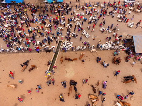 Aerial view of Kimana Animal Market with a large crowd of people and numerous cattle and goats gathered in dusty fenced enclosures in Kimana Kajiado County Kenya.