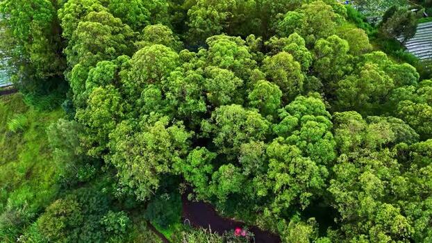 Aerial view of dense tropical forest canopy in Bali Indonesia.