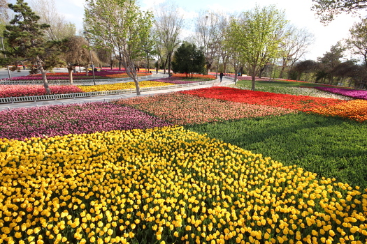 View of Alaaddin Hill Park with vibrant beds of yellow red and purple tulips green grass and trees under a clear sky in Selcuklu Konya Turkiye. View of Alaaddin Hill Park with vibrant beds of yellow red and purple tulips green grass and trees under a clear sky in Selcuklu Konya Turkiye.